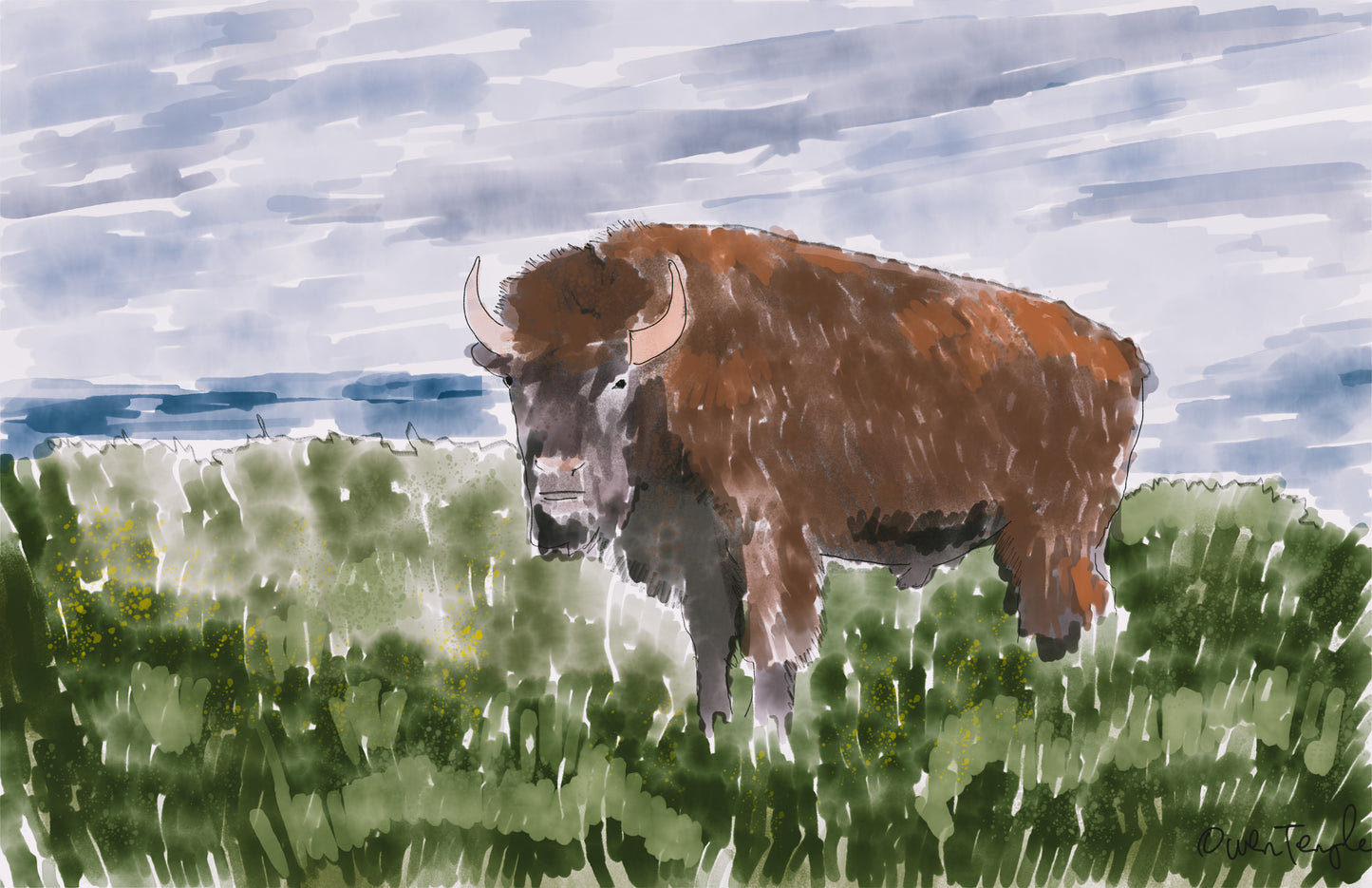 American Bison